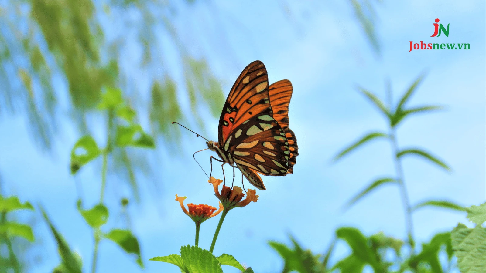 Hiệu ứng cánh bướm