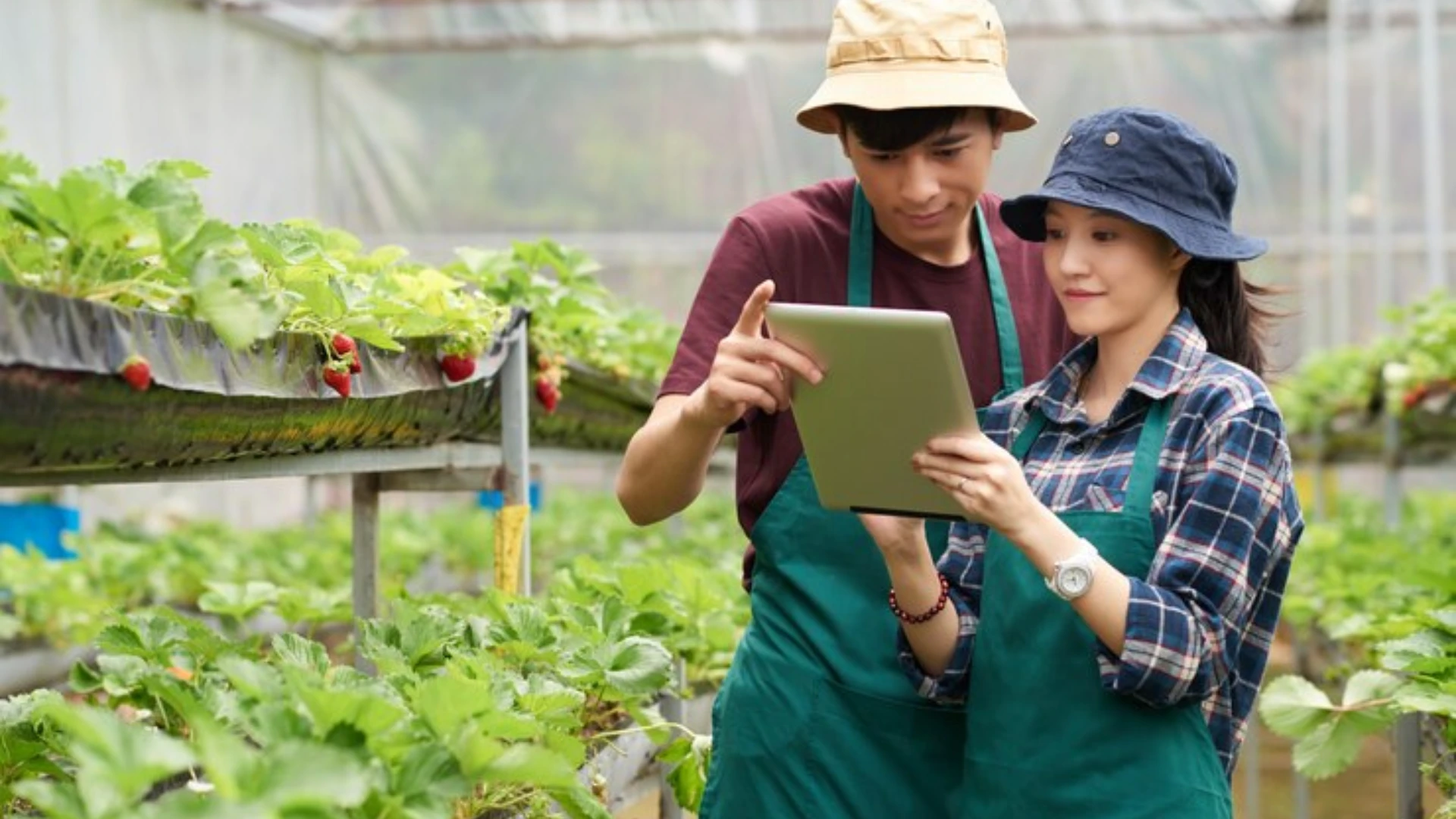 Kỹ Sư Nông Nghiệp Là Gì? Top 10 Vị Trí Công Việc Kỹ Sư Nông Nghiệp Phổ Biến Hiện Nay! Tổng quan về nghề kỹ sư nông nghiệp