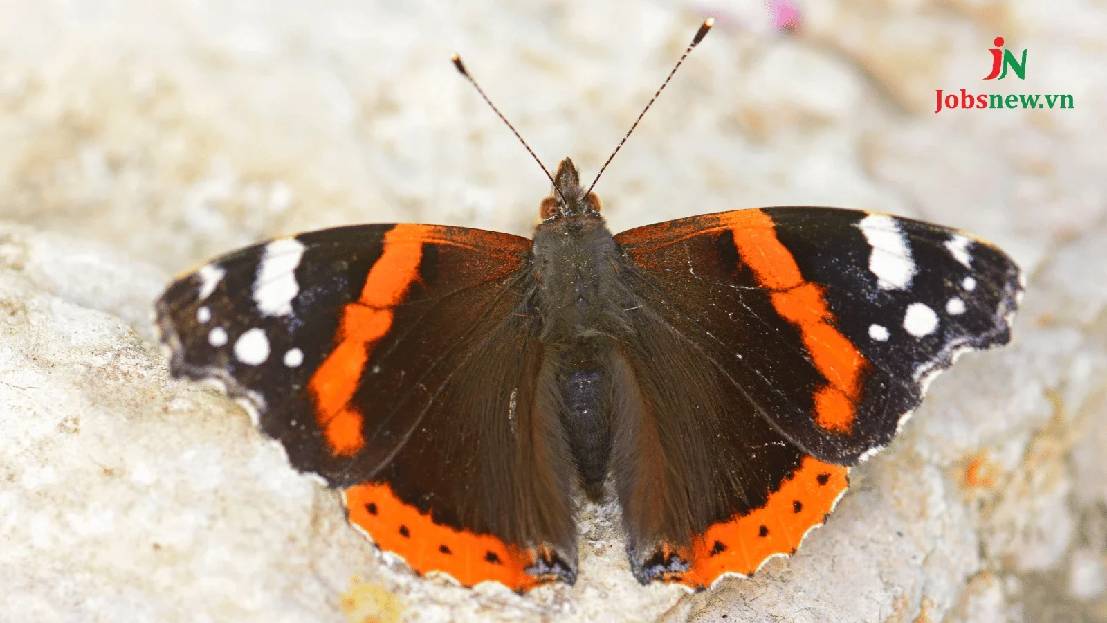 Hiệu ứng cánh bướm Khám phá và ứng dụng trong cuộc sống và kinh doanh