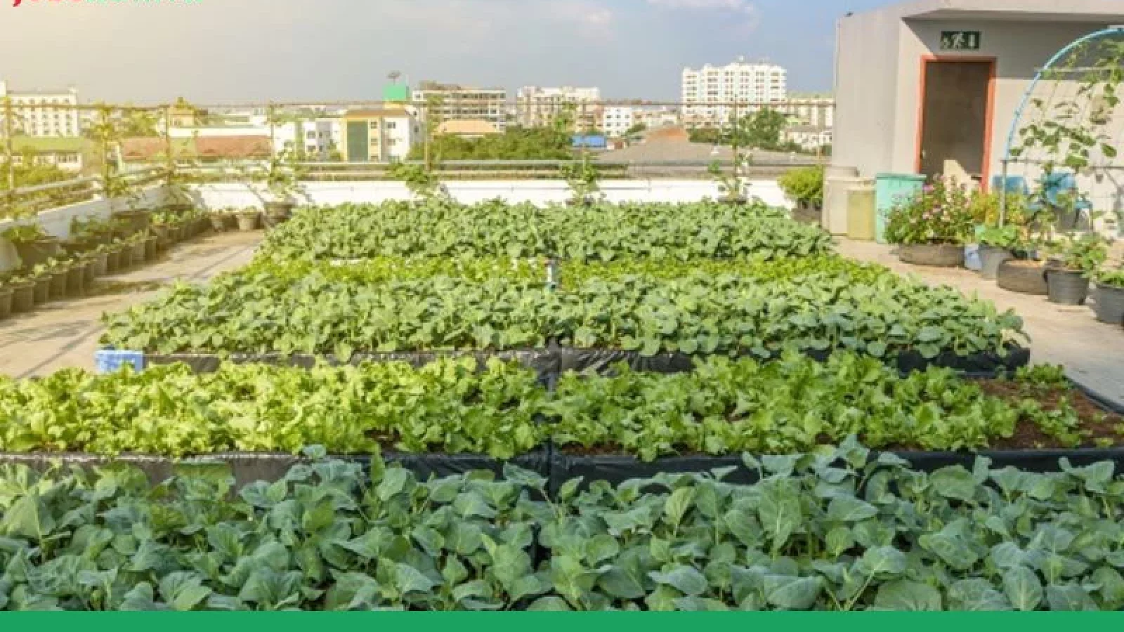 nông nghiệp phố